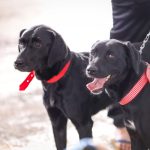 Chamamento público vai mapear protetores independentes de animais